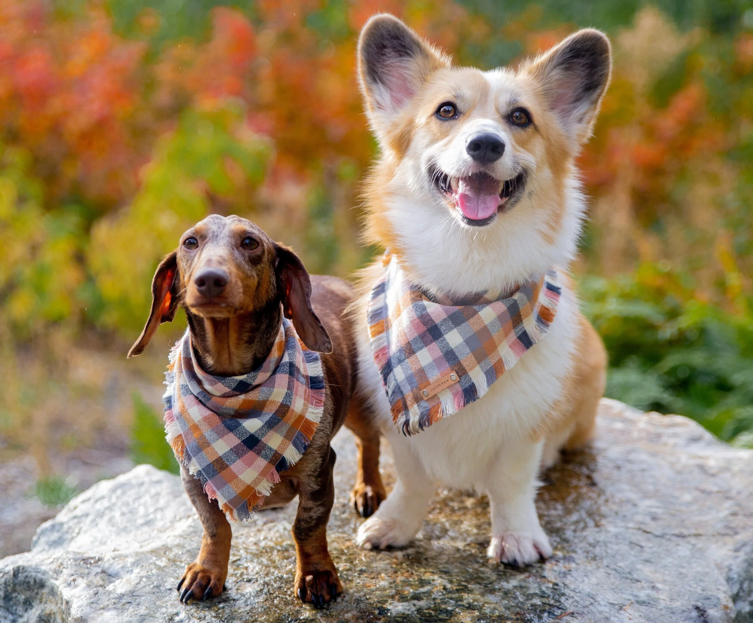 Our Fall 2021 Shopping List for Dog Lovers
